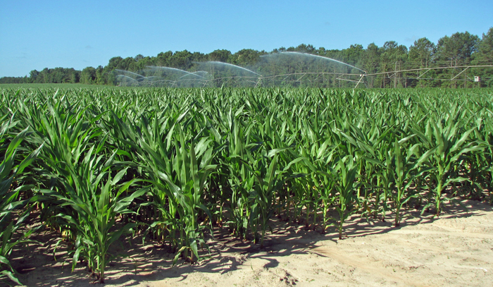 Walker Irrigated Corn
