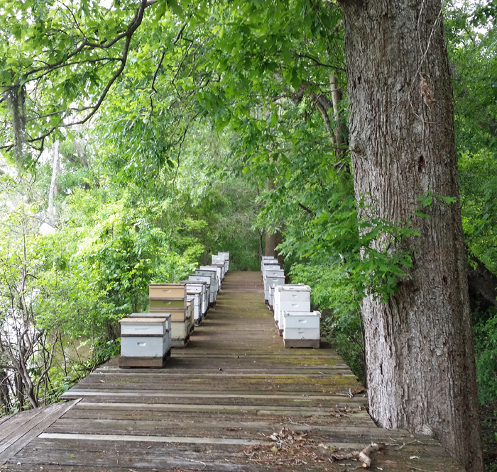 Watkins honey hives on dock