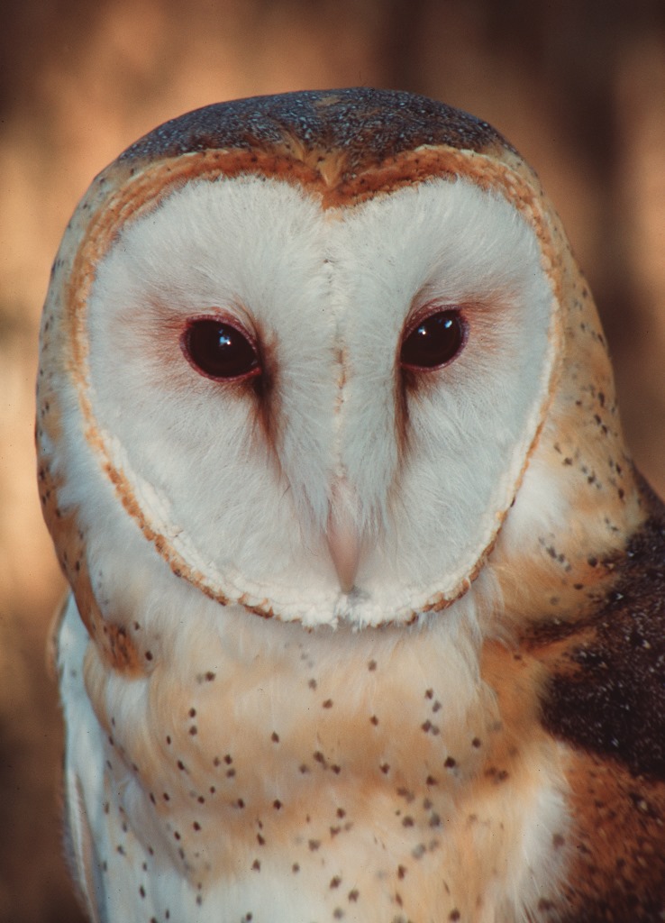 Owls - Florida's Remarkable Birds of Prey | Panhandle ...