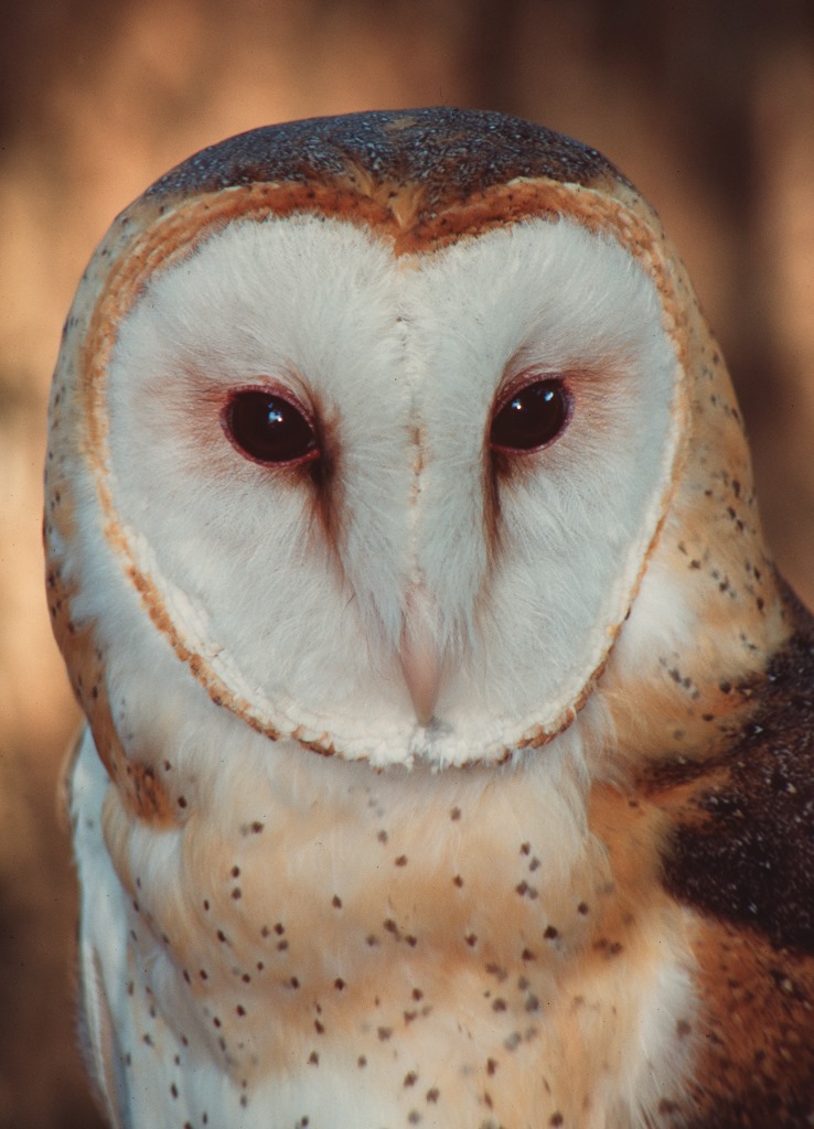 Owls Florida s Remarkable Birds Of Prey Panhandle Agriculture