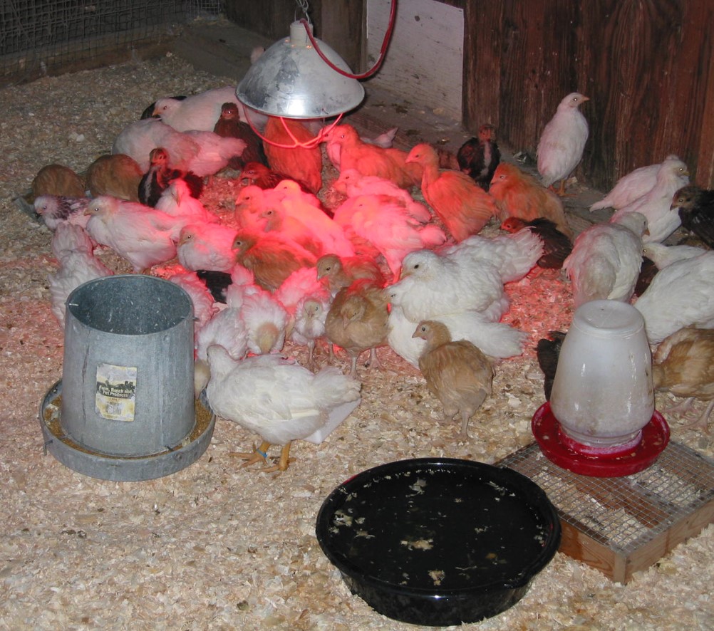 Winter Preparation for Poultry Flocks