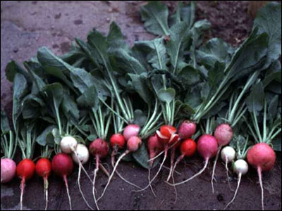 Radishes. Image Credit UF / IFAS Solutions. 