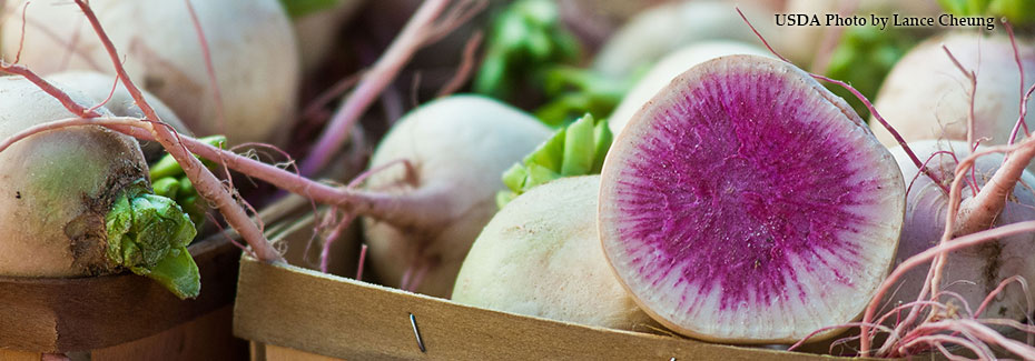 Radish: The Fastest Vegetable to Market