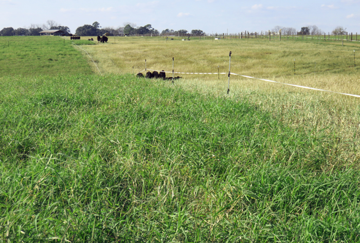 Tifton 85 Bermudagrass can be stockpiled from August through October and then grazed prior to the hard freezes that generally come in mid-January. Temporary electric fences are gradually moved across the field to limit graze the stockpiled grass. Photo taken December 9, 2015 by Doug Mayo.