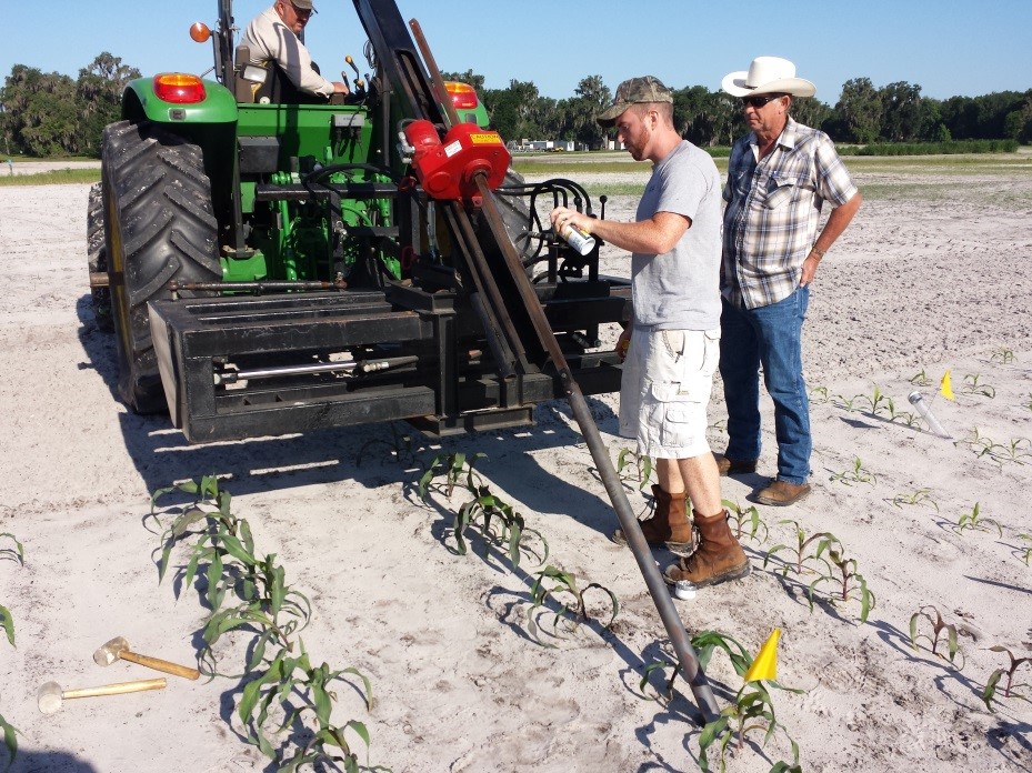 UF/IFAS Researchers Studying Corn Root Development in Florida’s Sandy Soils