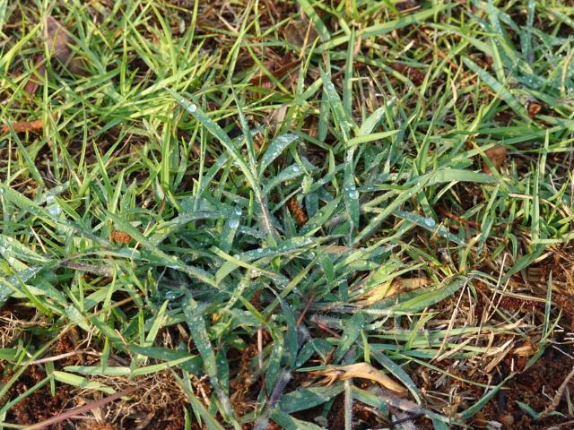 Weed of the Week: Crabgrass