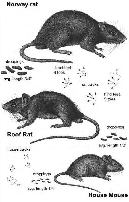 Controlling Rats and Mice around the Farm