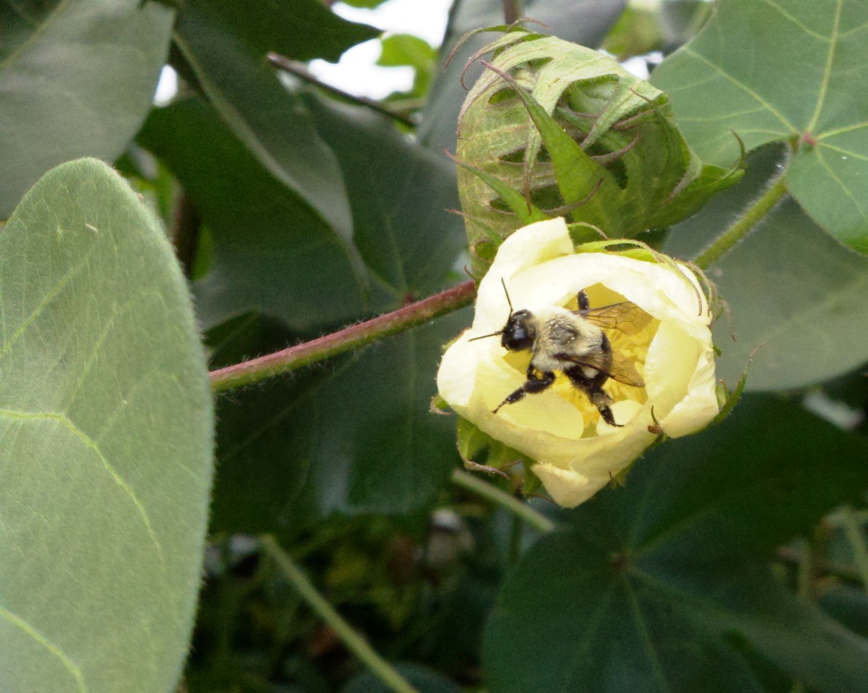 Cotton is largely self-pollinating but attractive to bees. Pollination by bees can increase seed set per boll. Photo by Judy Biss