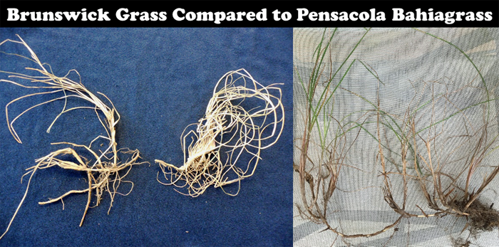 Figure 2. Rhizome comparison of Brunswick grass (left) and Pensacola bahiagrass (left center). Whole plant of Brunswick grass with leaves and rhizomes (far right)