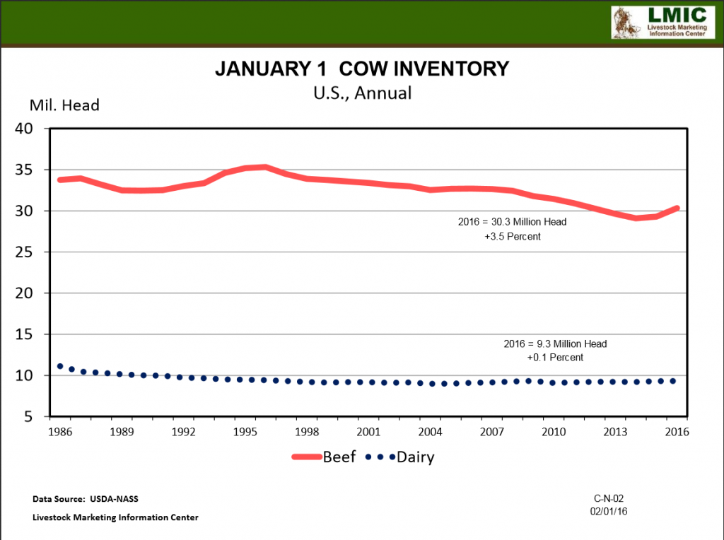 Beef Herd Expansion Progress Report | Panhandle Agriculture