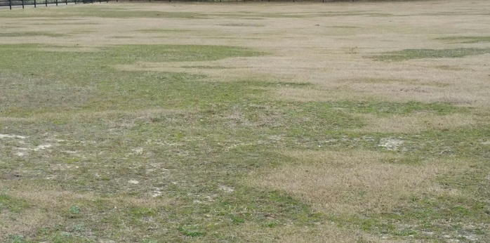 A bahiagrass pasture in Washington County that has experienced significant stand loss. Before any efforts to salvage or replant this pasture can be successful the factors leading to the decline must be identified and addressed. Photo credit: Mark Mauldin
