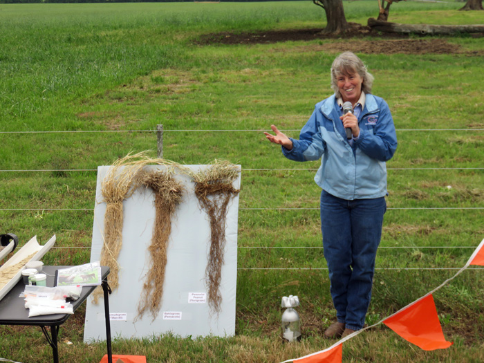 perennial grass roots grow deep into the soil profile and actually build healthier soils for crop rotation. Photo credit; Doug Mayo