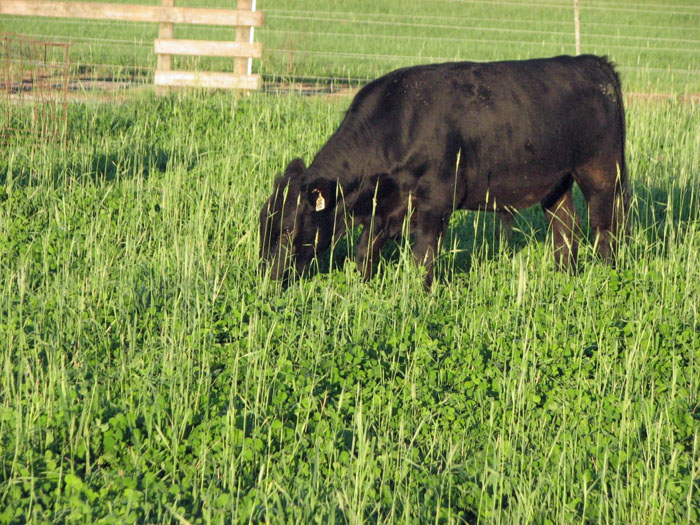 Figure 1. Thick stands of clover and cool-season grass during the spring-summer transition might hurt the regrowth of warm-season perennials in overseeded pastures. Adjust stocking rate and graze off the cool-season annuals to allow warm-season perennials to regrow. Photo credit: Jose Dubeux