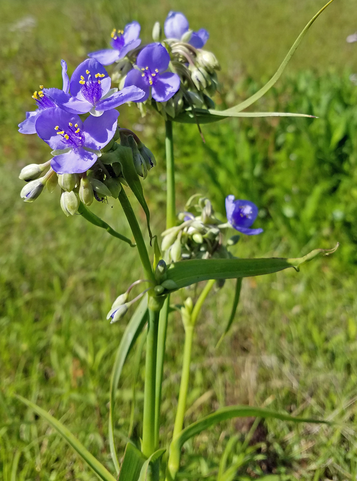 Figure 1. Spiderwort can be easily identified by its clusters of colorful flowers with three petals. Photo credit: Jay Ferrell