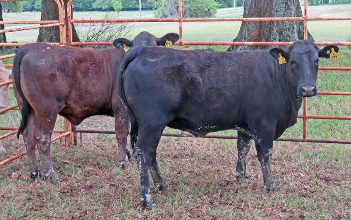 How Can Producers Use the Female Cattle Market to Plan?