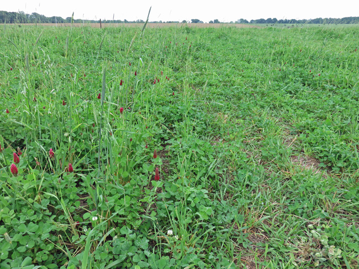Perennial peanut and three varieties of clovers are planted in with bahaigrass. Photo credit: Doug Mayo