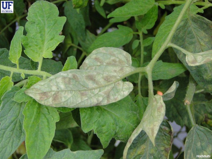 Velvety like tan appearance on the underside of the leaf is a characteristic symptom of leaf mold. Photo Credit: Mathews Paret