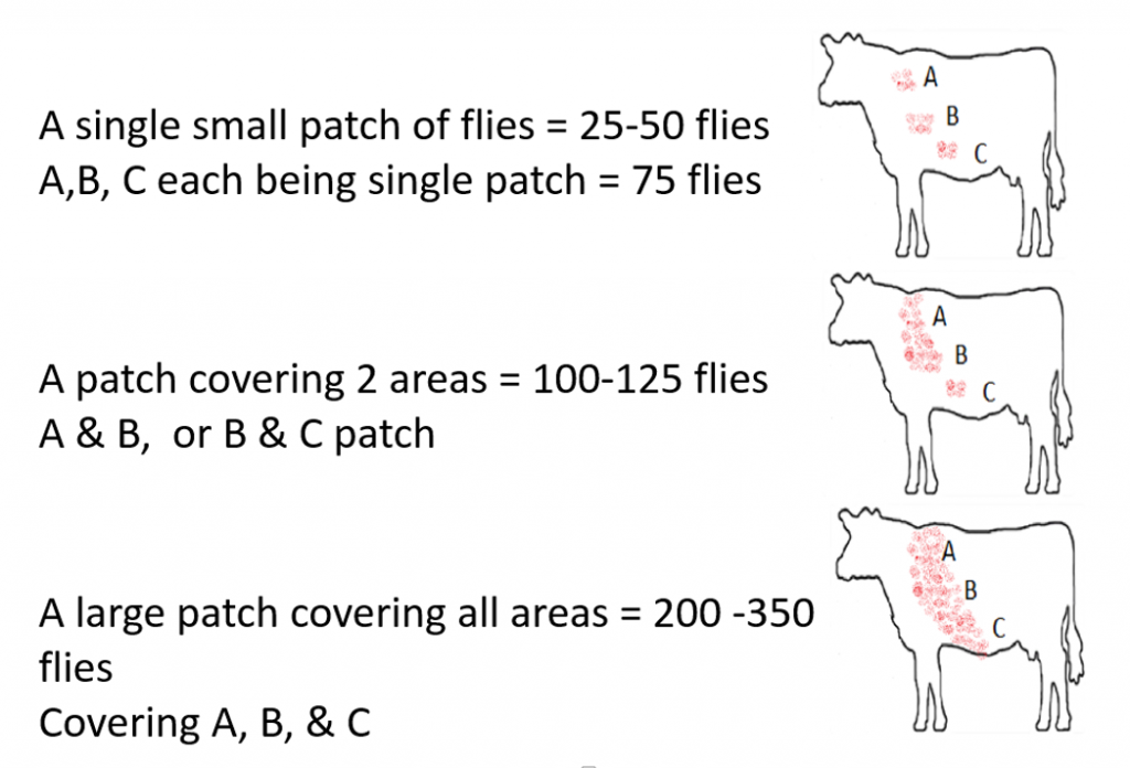 Horn Fly Control for Beef Cattle Panhandle Agriculture