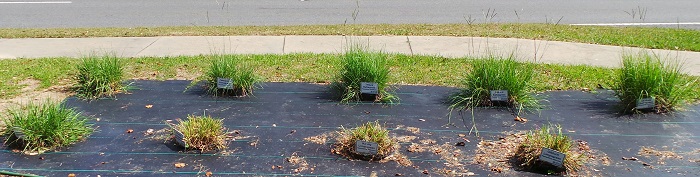 Spring Growth Differences in Bahiagrass Varieties