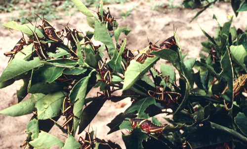 Young nymphs of the eastern lubber grasshopper, Romalea microptera (Beauvois), clustered on a citrus reset (young citrus tree). Photograph by John Capinera, University of Florida