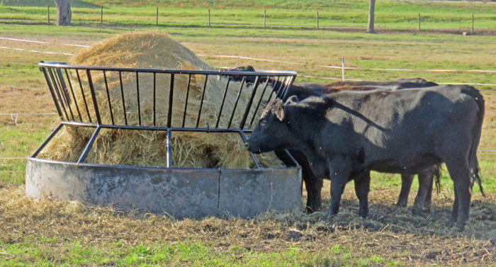 Friday Feature:  Getting the Most from Your Hay