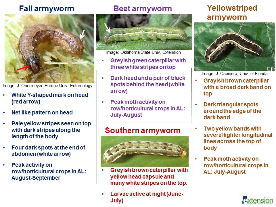 Alabama Pest Report - Alabama Cooperative Extension System