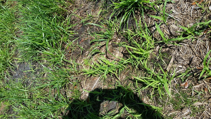 Figure 3. Tifleaf 3 Millet emerging in Oats and Clover in Late April Photo Credit: Jed Dillard 