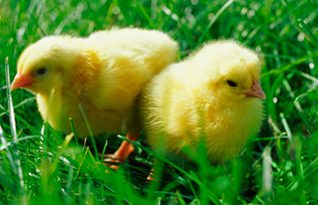 baby chicks