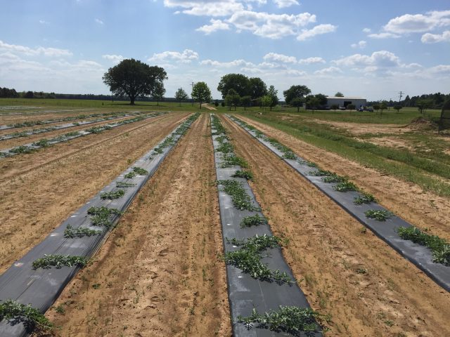 Double Cropping Options for a Fall Vegetable Crop
