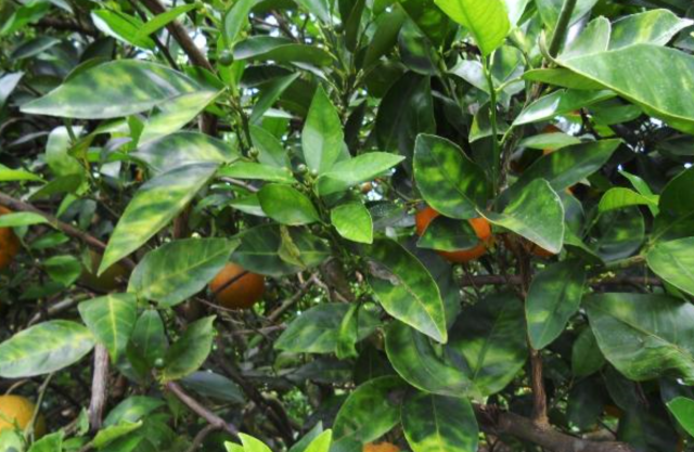 Panhandle Citrus Producers Need to Know Symptoms of Canker and Greening