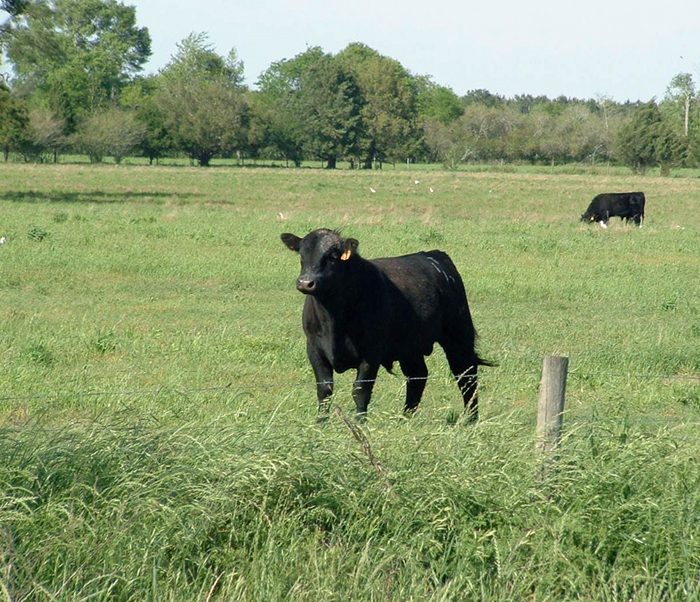 2016 Cool-Season Forage Variety Recommendations for Florida