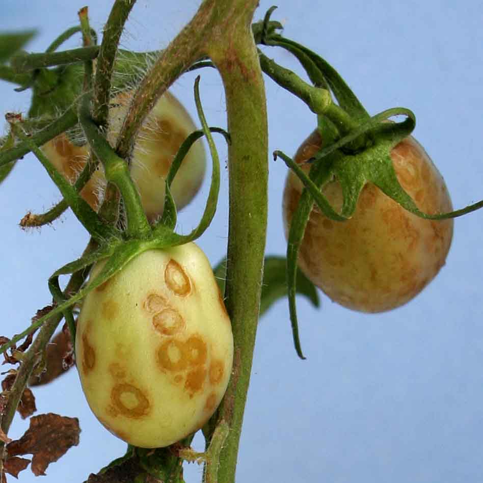 Thrips-transmitted Viruses Infect a Number of Florida Crops