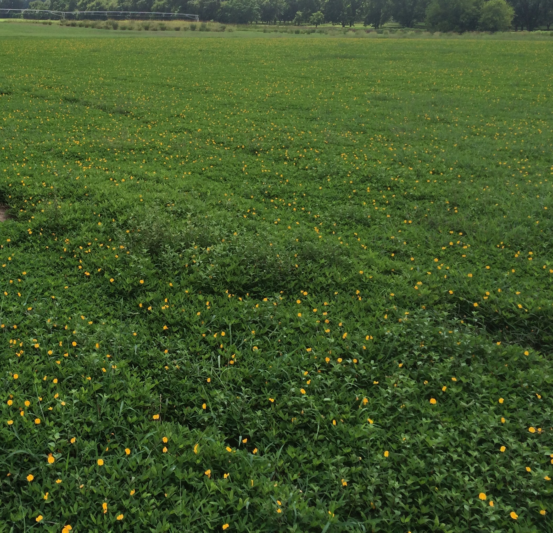 Perennial Peanut, A Great Choice for Panhandle Pastures and Landscapes