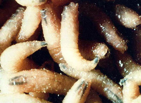 Quarantine Lifted, Screwworms Eradicated from Florida Keys