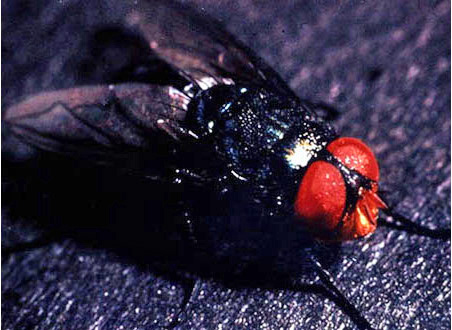 Adult screwworm fly. Source: Foreign Animal Diseases "The Grey Book" USAHA