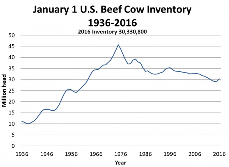 Status Of US Beef Herd Expansion | Panhandle Agriculture