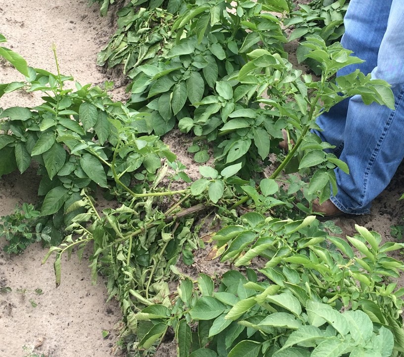 Potato Disease Management Starts with Monitoring Your Seed Stock