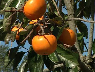 Oriental Persimmon – An Alternative Crop for the Back Forty
