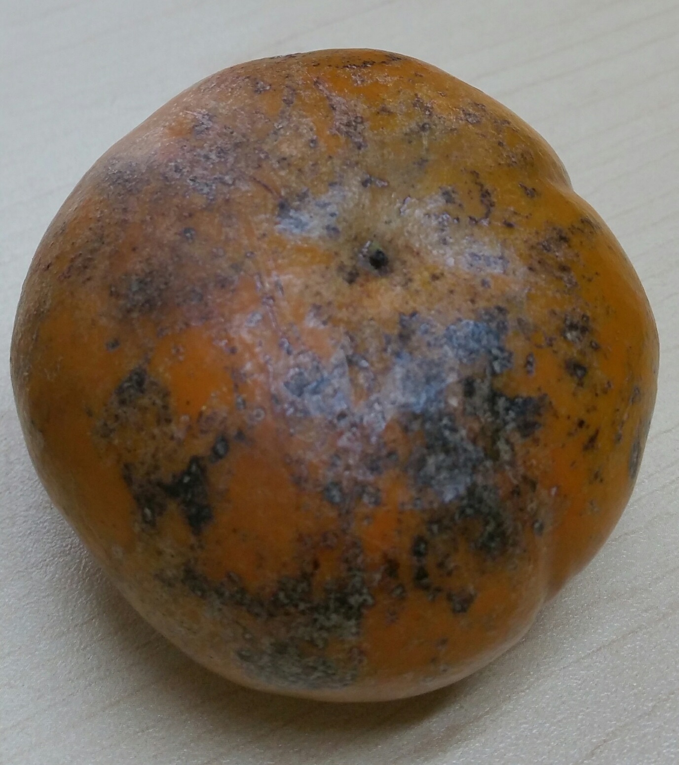 Rotten Mango Fruit On Image & Photo (Free Trial)