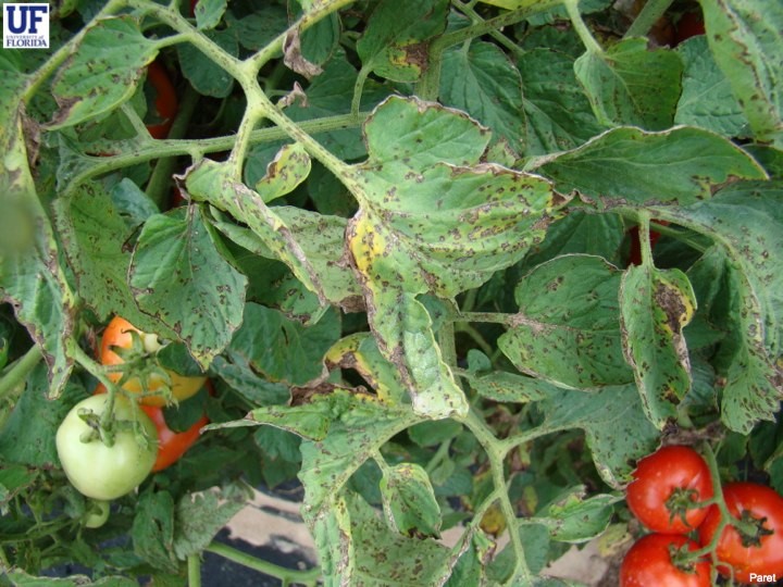 Integrated Management of Tomato Bacterial Spot Using Bio-control Agents and Conventional Bactericides