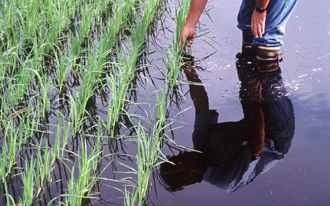 Rice Production in Florida – a Minor, yet Uniquely Valuable Crop