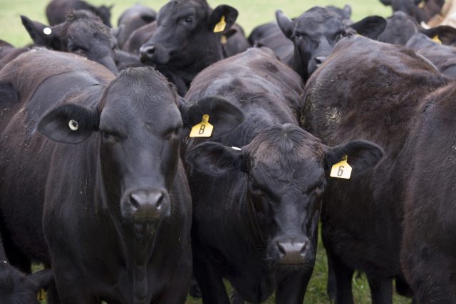 How Many Replacement Heifers Should You Keep at Weaning?