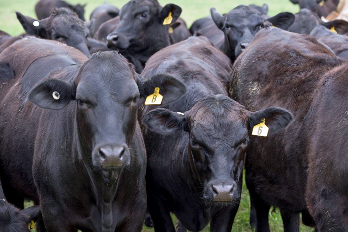 Figure 1. Replacement beef heifers at the University of Florida North Florida Research and Education Center. 