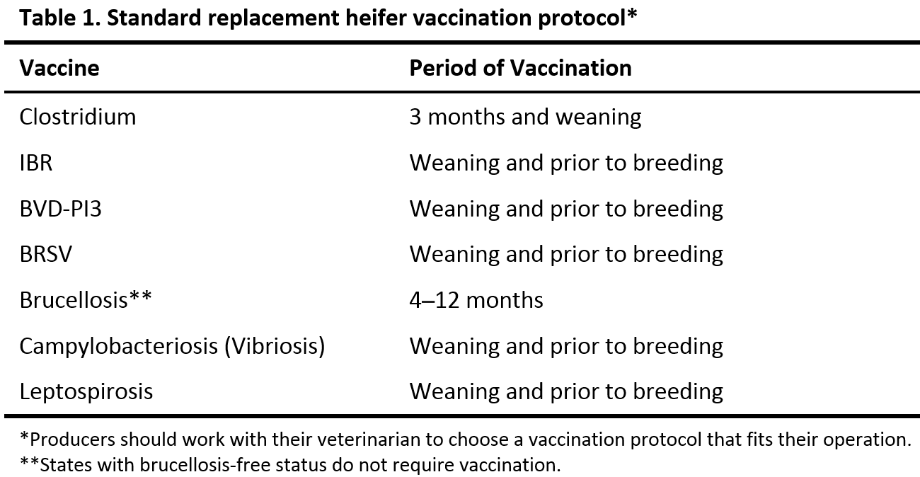 lamb-heifer-vaccination-protocol