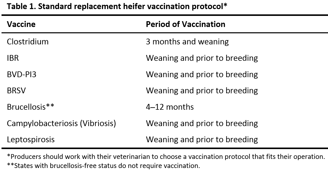 Prebreeding Management for Successful Development of Beef Replacement