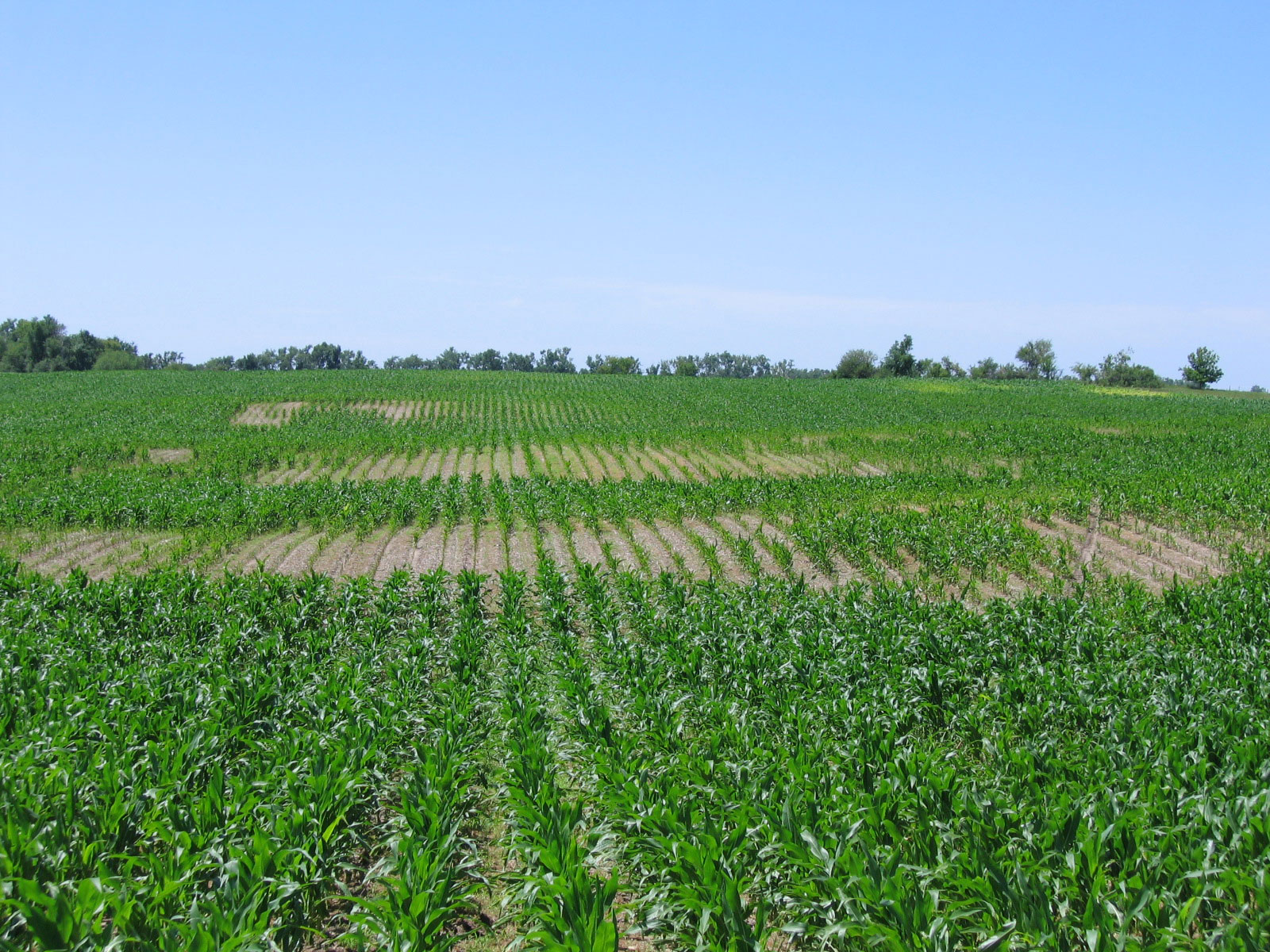 Is it Cost-effective to Apply Nematicides to Field Corn?