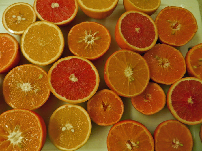 UF/IFAS Evaluating Cold-Hardy Citrus Varieties for the Panhandle