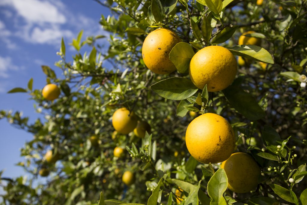 Historically Low Florida Citrus Production Forecast | Panhandle Agriculture