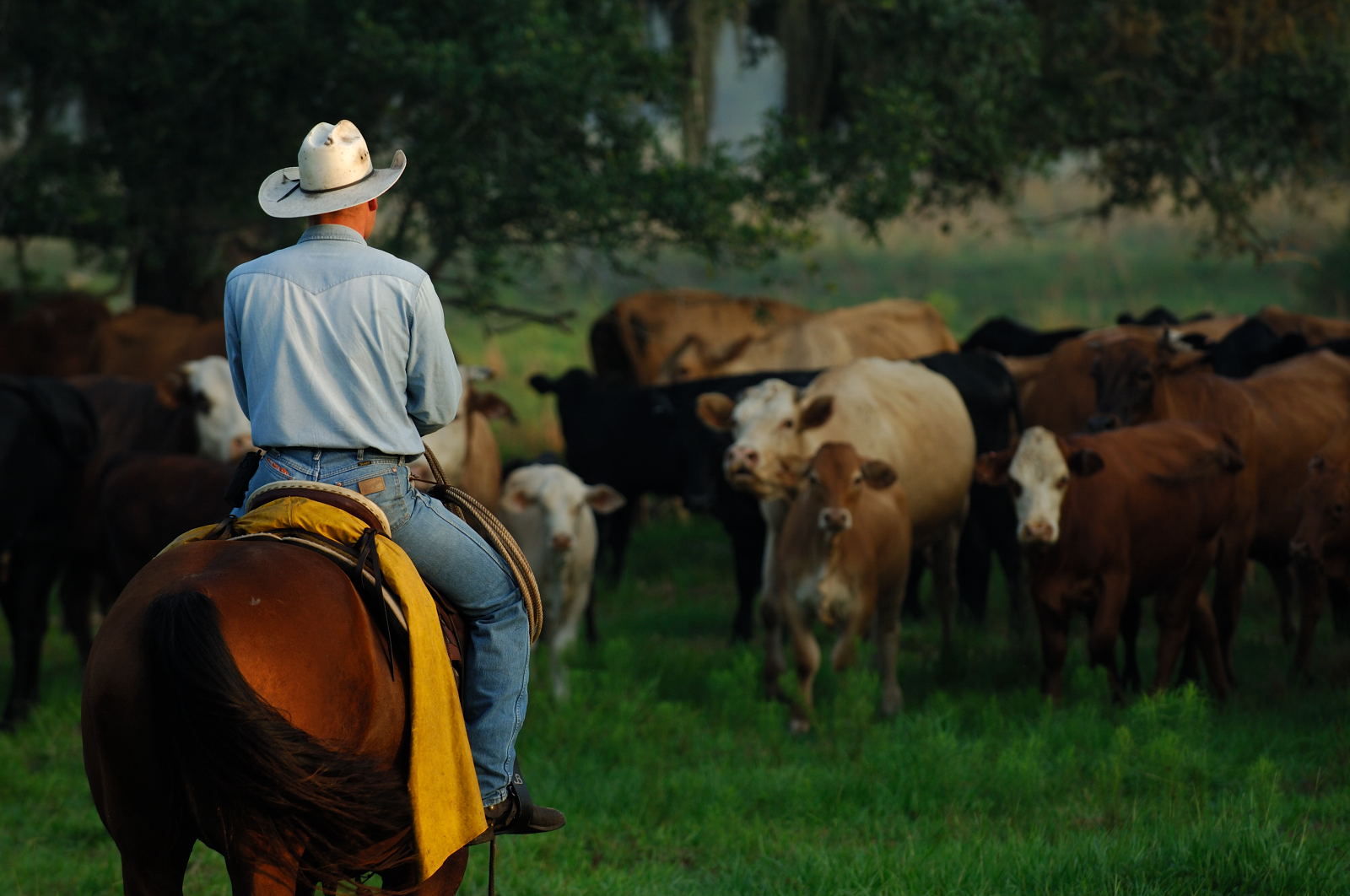 Friday Feature Florida Ranchers Working Together To Supply Local Beef 