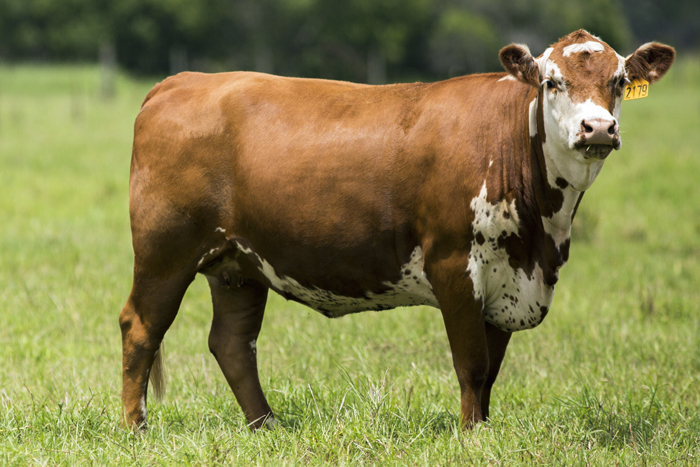 Culling Considerations for Beef Females